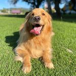 Eva Golden Retriever 💜 - @eva.golden_ - Instagram