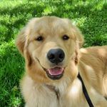 Eva Golden Retriever 🐶🏆 - @eva.golden.retriever - Instagram