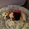 evahahnflannagan - @evahahnflannagan - TikTok