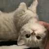 🤍ʕ•ᴥ•ʔ🤍 - @hare_eva0 - TikTok