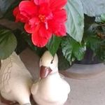 Eva Hull - @hulleva - Instagram