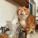 GoldBunny - @eva_isley - Instagram