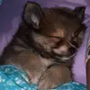 willow_chan121312 - @evalynnjamison - TikTok