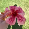Eva - @evajarman_private13 - TikTok