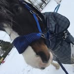 Eva Jenkins & Betty - @e.j.equestrian_extras - Instagram