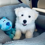 Eva & Juan + Evario - @romajimaltese - Instagram