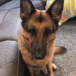 Eva Kendrick - @eva_the_dog_2015 - Instagram