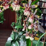 Eva Knapp - @eva.knapp.92775 - Instagram