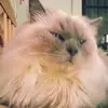 Eva Koch - @evakoch8 - TikTok
