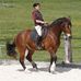 Eva Kuhn - Klassische Dressur - Facebook