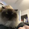 evaisabellalavoie - @evaisabellalavoie - TikTok