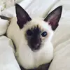 Eva Llewellyn  - @_______.eva._______ - TikTok