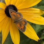 Eva Maes 🐝🐛🦋🐌🐞🐜🦟🦗🕷🦔🇧🇪🇪🇺 - @evasbugs - Instagram