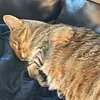 Evan_Mahan - @evan_mahan - TikTok