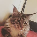 Ева Мейнкун - @eva.mainecoon - Instagram