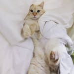 Barsik - @evamaina9 - Instagram