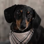 Eva Malm - @oddbrowndog - Instagram