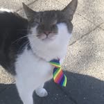 Eva Marta - @catsarethebest_38 - Instagram