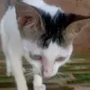 Eva Master - @eva.master12 - TikTok