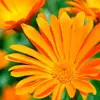 Eva Matheson735 - @marigold.co13 - TikTok