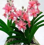 Eva Mayo - Facebook