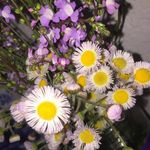 Eva - @evamccarty2001 - Instagram