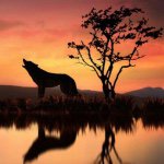 Eva Mcgrath - @animals_4_ever1 - Instagram