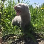 Эва mink - @evaminki - Instagram