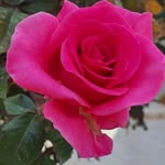 Eva Mohammed - @eva.mohammed.165 - Instagram