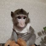 Eva - @eva_monkey - Instagram