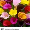 @Evamonroy - @evamonroy31 - TikTok