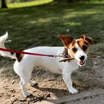 Eva moody - @sushi.the_puppy - Instagram