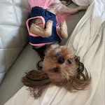 Eva Nieves - @eva_n_yorkie_shitzu - Instagram