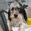 evanorris - @envoroce - TikTok