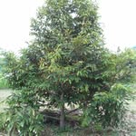 evans orchard - @orchardevans - Instagram