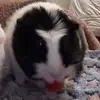 Eva - @eva.pollard - TikTok