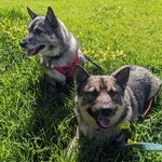 Eva Purvis - @elvi_the_vallhund - Instagram