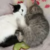Eva Quino de Saravia - @evaquino00 - TikTok