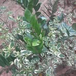 Eva Ramalho Almeida Marques - Facebook