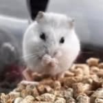 Евусик🐀 - @eva_redakova - Instagram