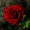 Eva Renaud - @evarenaud4 - TikTok