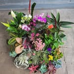Eva Renteria - @exoticfoliagenursery - Instagram