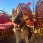 GARİP REX - @_eva_rex - Instagram