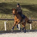 Eva Grangeat (Thomas) | Dressage rider - @ecuriedeva - Instagram