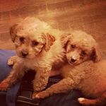 Eva & Riggs - @riggs_eva_mini_doodles - Instagram
