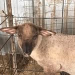Sophie65242 - @evabgrigsby2005 - Instagram