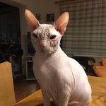 Eva Rippl - @evarippl - Instagram