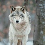 Nicewolf - @evaripp66 - Instagram