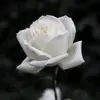 eva romanova - @evaromanova6151 - TikTok