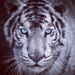 Lola - @eva_roos_ - Instagram